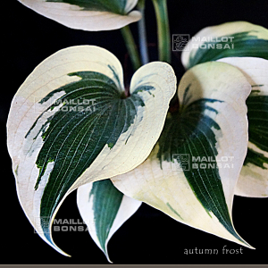 hosta-autumn-frost-3liter-pot