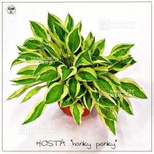 hosta-hanky-panky