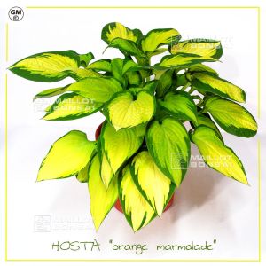 hosta-orange-marmalade