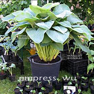 hosta-empress-wu