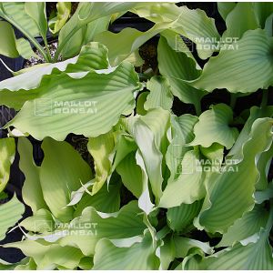 hosta-neptune