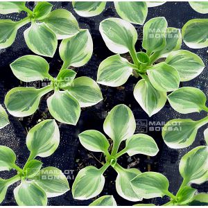 hosta-frosted-mouse-ears