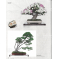 BONSAI FOCUS N° 117