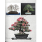 BONSAI FOCUS N° 117