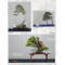 BONSAI FOCUS N° 123