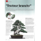 BONSAI FOCUS N° 118