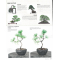 BONSAI FOCUS N° 123