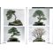 BONSAI FOCUS N° 56