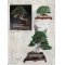 BONSAI FOCUS N° 131