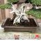 TAMAHI SMALL SIZE ORGANIC BONSAI FERTILIZER