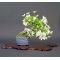 Mini bonsai ilex, malus and fruit handbook N°5