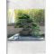 BONSAI FOCUS N° 118