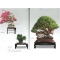 BONSAI FOCUS N° 94