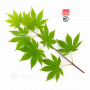 Graines d'Acer matsumurae inaba shidare