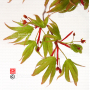 graines d'acer matsumurae lutescens