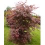 acer shirasawanum johin