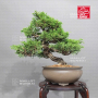 juniperus-chinensis-itoigawa-ref-08090234