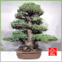 VENDU Pinus pentaphylla zuisho ref: 07011234