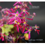 saxifraga fortunei beni hime