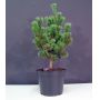 Pinus parviflora ssp. pentaphylla hagoromo pot 4.0