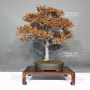 fagus crenata beech tree bonsai ref: 05110243