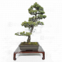 Vendu Pinus pentaphylla 030120257