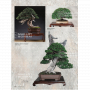 BONSAI FOCUS N° 131