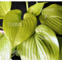 Hosta Appletini