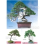 BONSAI FOCUS N° 89