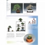 BONSAI FOCUS N° 98