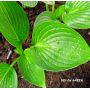 Hosta Devon green