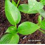 Hosta Devon green