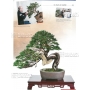 BONSAI FOCUS N° 89