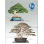 BONSAI FOCUS N° 93