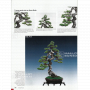 BONSAI FOCUS N° 131