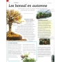 BONSAI FOCUS N° 89