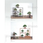 BONSAI FOCUS N° 93